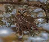 Saw WhetOwl007 DeNoiseAI Severe Noise (1)